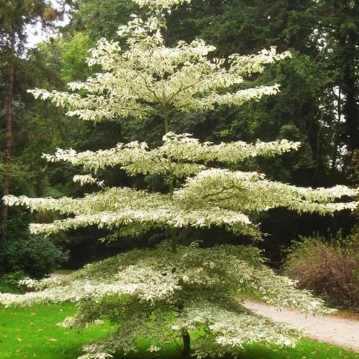 Terminalia Variegated Ornamental Live Plant (Home & Garden)