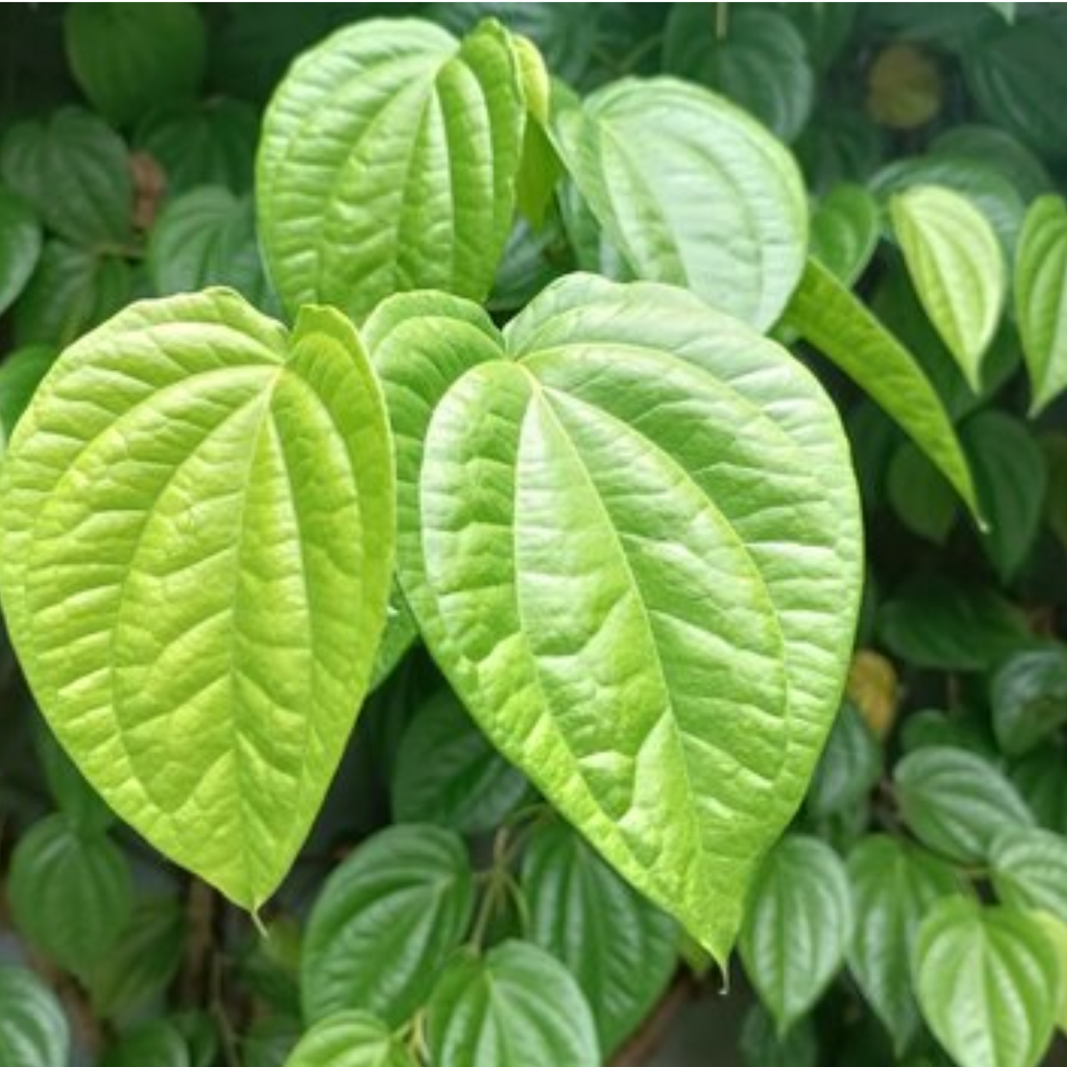 Vettila/Betel (Piper Betle) Leaf (Magai Paan)/Betel (Piper Betle) Leaf (Magai Paan) Ornamental / Medicinal Live Plant (Home & Garden)