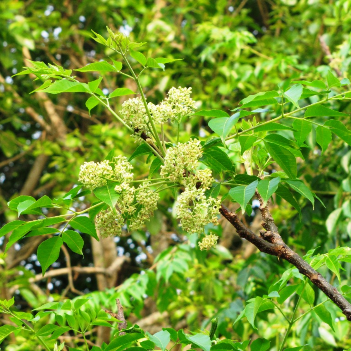 Malabar Neem Wood (Melia Dubia) Seedling Live Plant(Home & Garden)