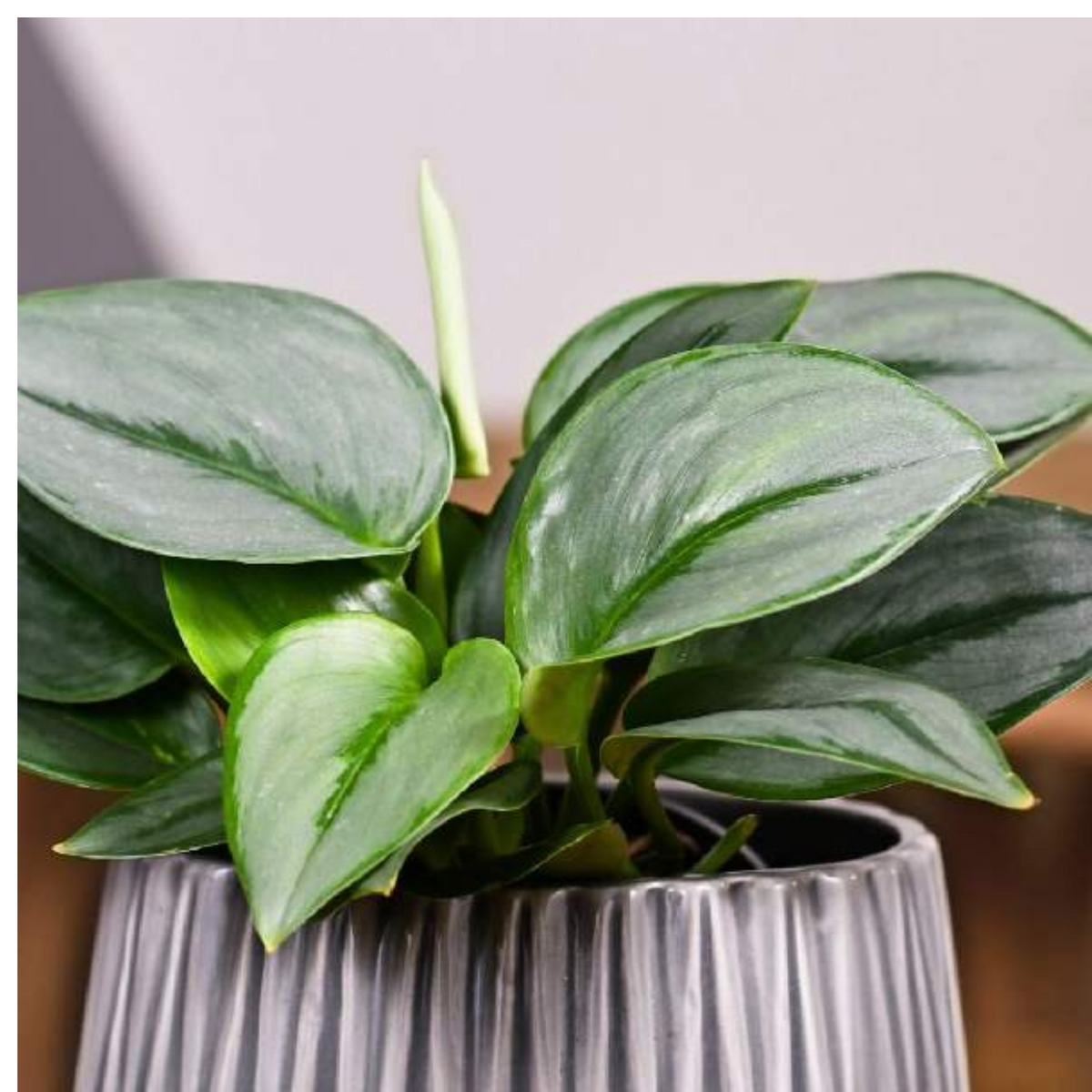 Money Plant Silver (Epipremnum aureum) Hanging With Pot (Home & Garden)