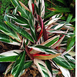 Stromanthus Red(Stromanthe sanguinea) Live Plant in 12cm Pot (Home & Garden)