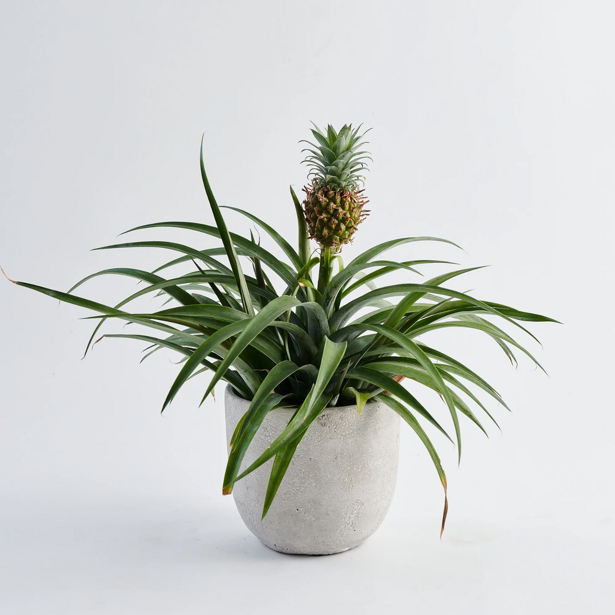 Ornamental Pineapple (Ananas comosus) Ornamental Fruit Plant (Home & Garden)