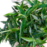 Japanese Bamboo'Gold Dust' / Creeping Milky Bamboo (Dracaena Surculosa) Ornamental Live Plant In Poly Bag (Home & Garden)