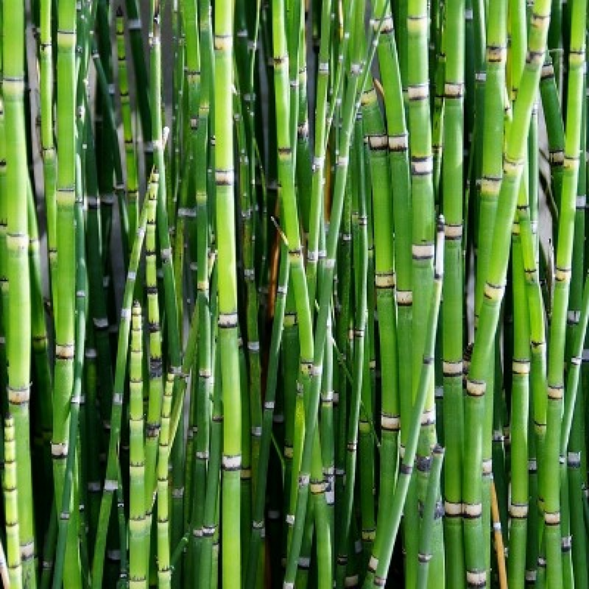 Water Bamboo Plant Ornamental Live Plant (Home & Garden)