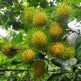 N 18 Yellow Rambutan  (Nephelium lappaceum) Fruit Live Plant (Home & Garden)