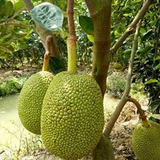 All Season Jackfruit (Artocarpus heterophyllus) Fruit Live Plant (Home & Garden)