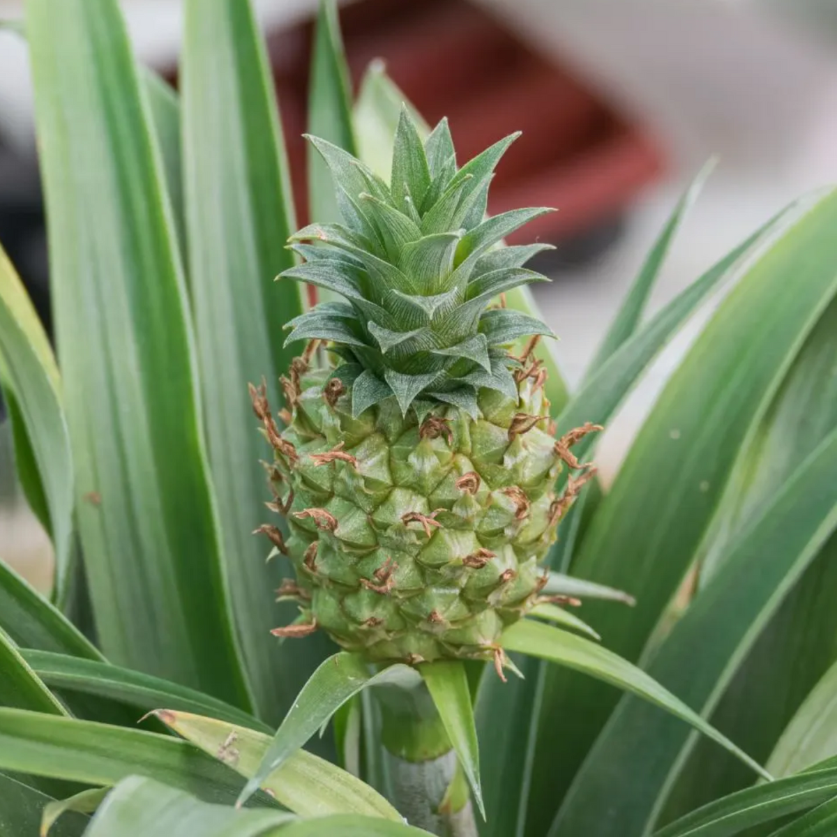 Q Crown Pineapple (Ananas comosus) Fruit Live Plant (Home & Garden)