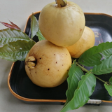 Brazilian Perfumed Guava / Araca Pera Fruit (Psidium angulatum) Fruit Plant (Home & Garden Plants)