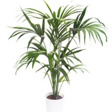 Kentia Palm (Howea forsteriana) Ornamental Live Plant (Home & Garden)