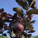Red Apple Guava Live  Live Fruit Plant (Home & Garden)