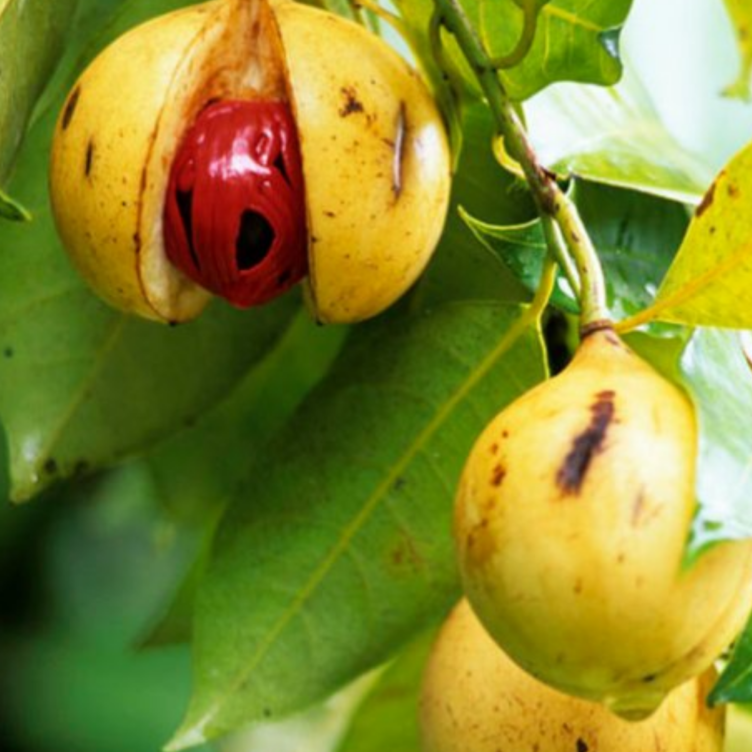 Nutmeg / Jaathi (Seedling) ( Myristica fragrans ) Fruit/Medicinal Live ...