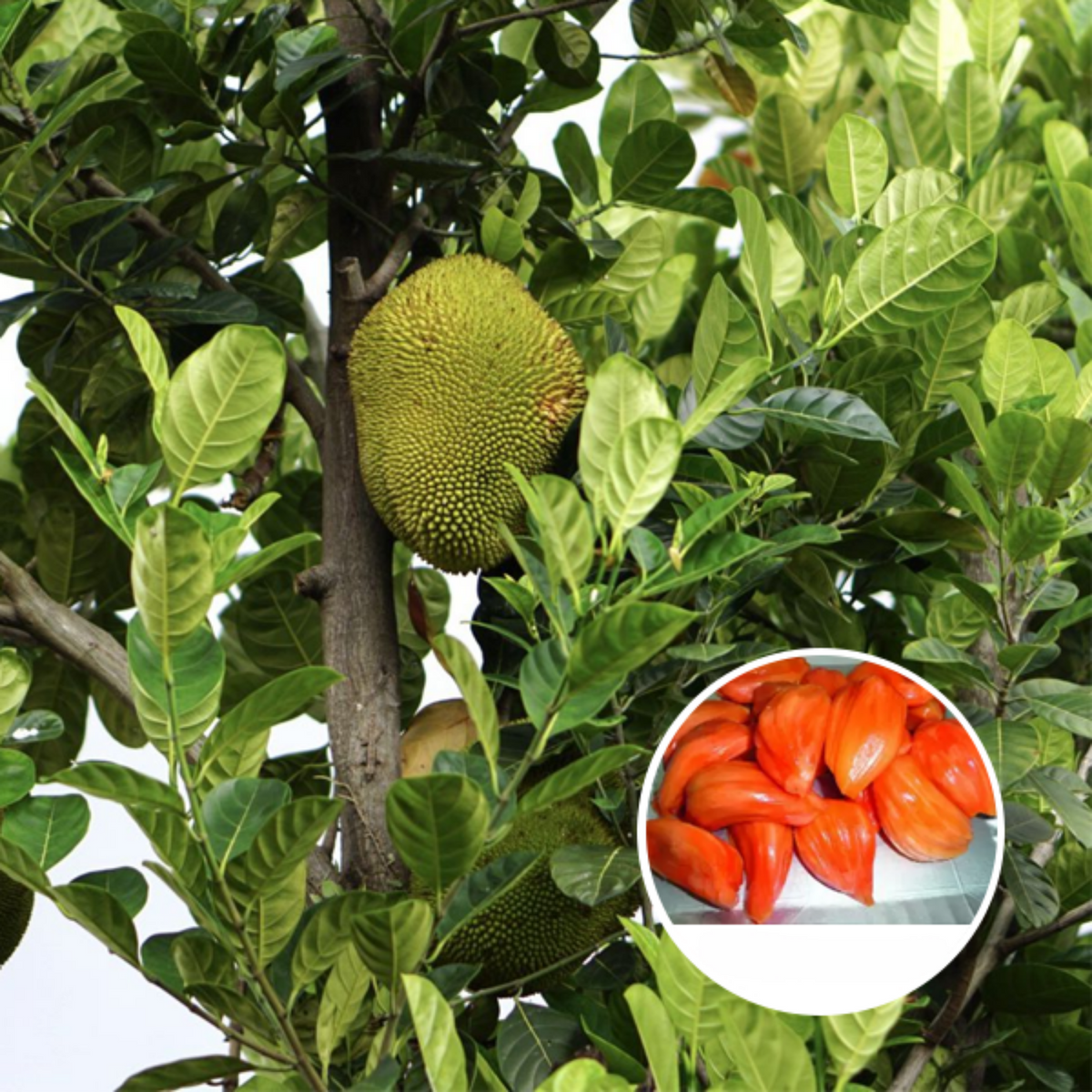 Daeng Suriya Jackfruit (Grafted) (Artocarpus heterophyllus) Fruit Live Plant (Home & Garden)