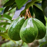 Avocado / Butter Fruit seedling plant ( Persea americana ) Fruit Live Plant (Home & Garden)