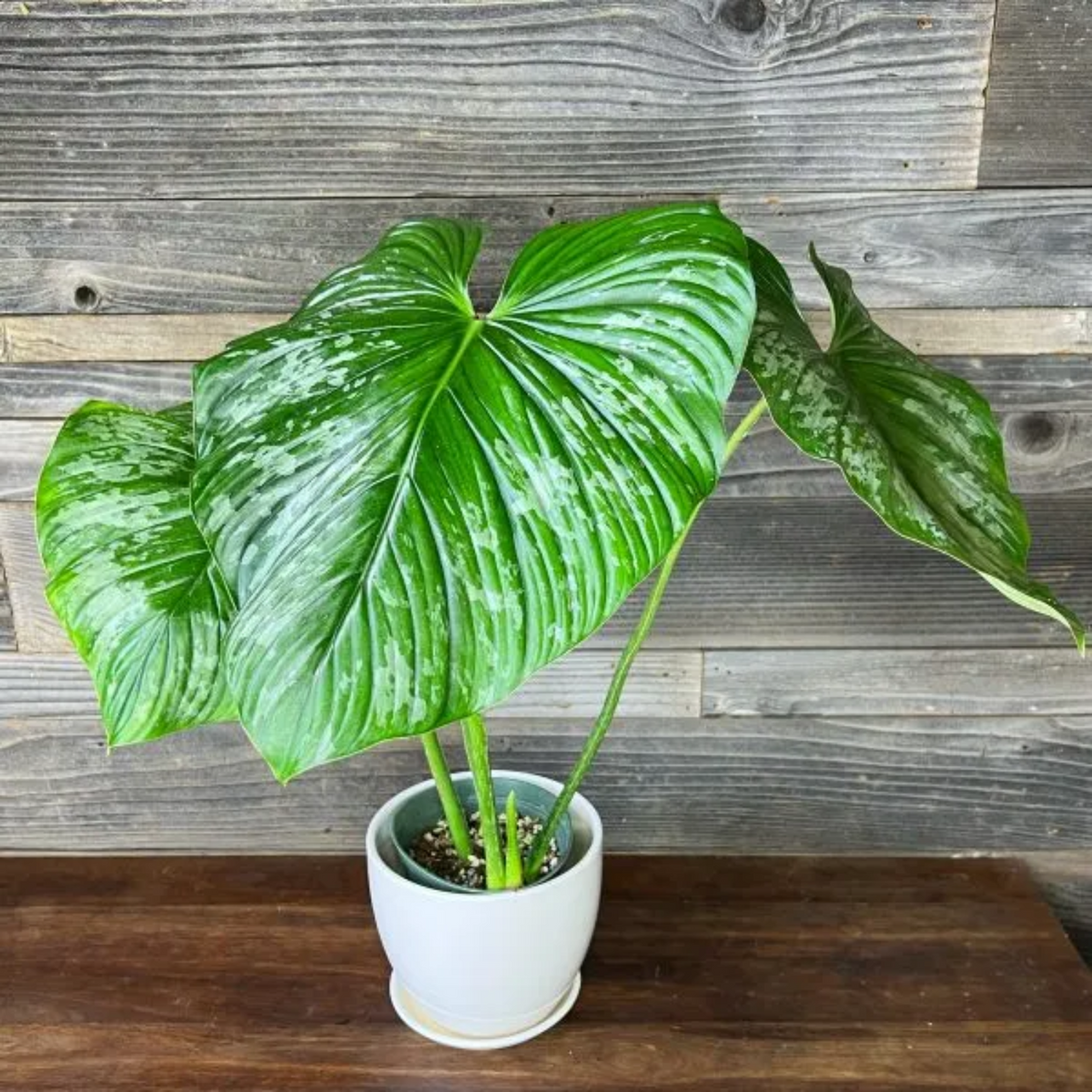 Philodendron Mamei Silver Ornamental Live Plant (Home & Garden)