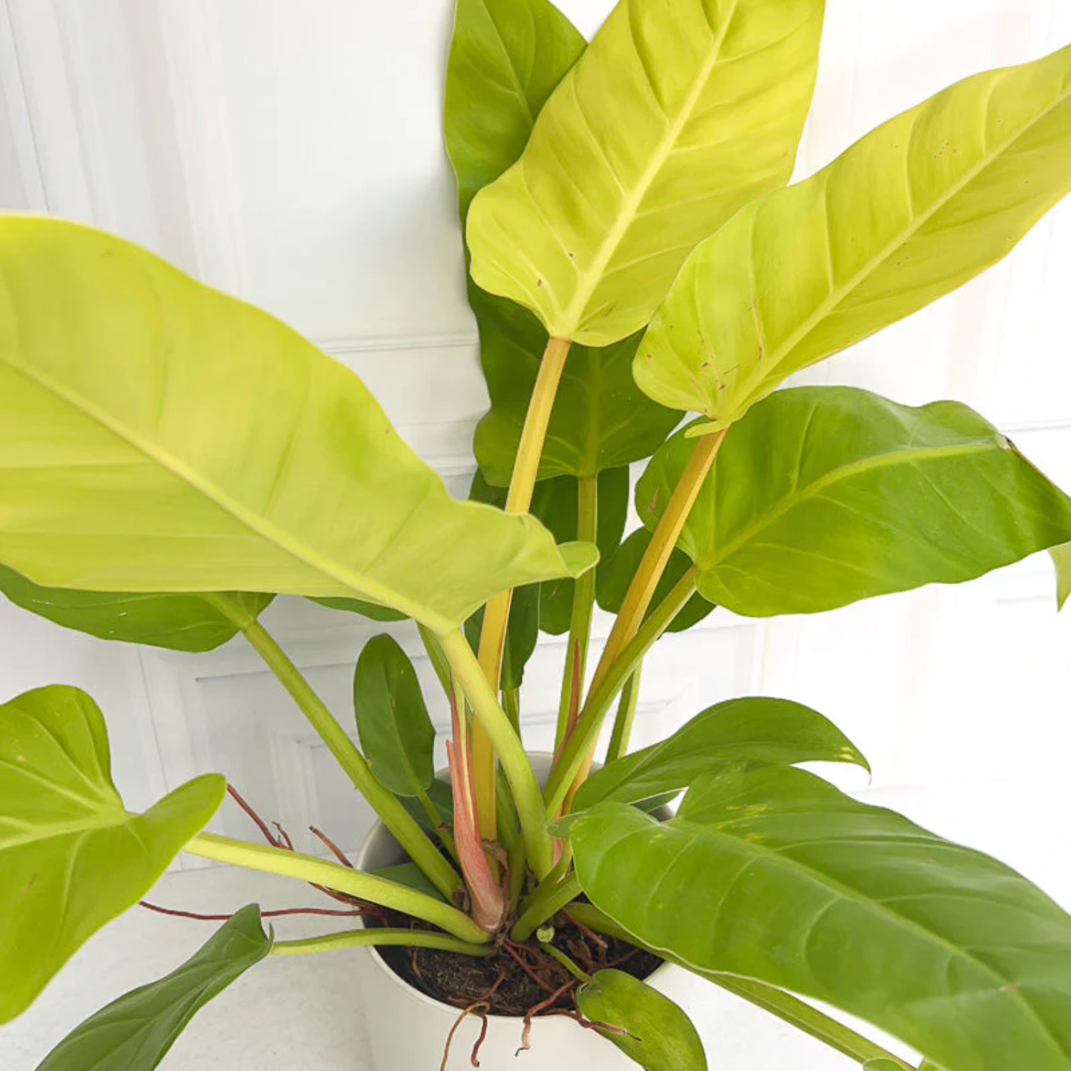 Philodendron ‘Golden Melinonii’  Live Plant in 5 inch Pot  (Home & Garden)