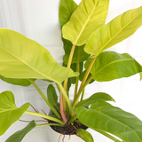 Philodendron ‘Golden Melinonii’  Live Plant in 5 inch Pot  (Home & Garden)