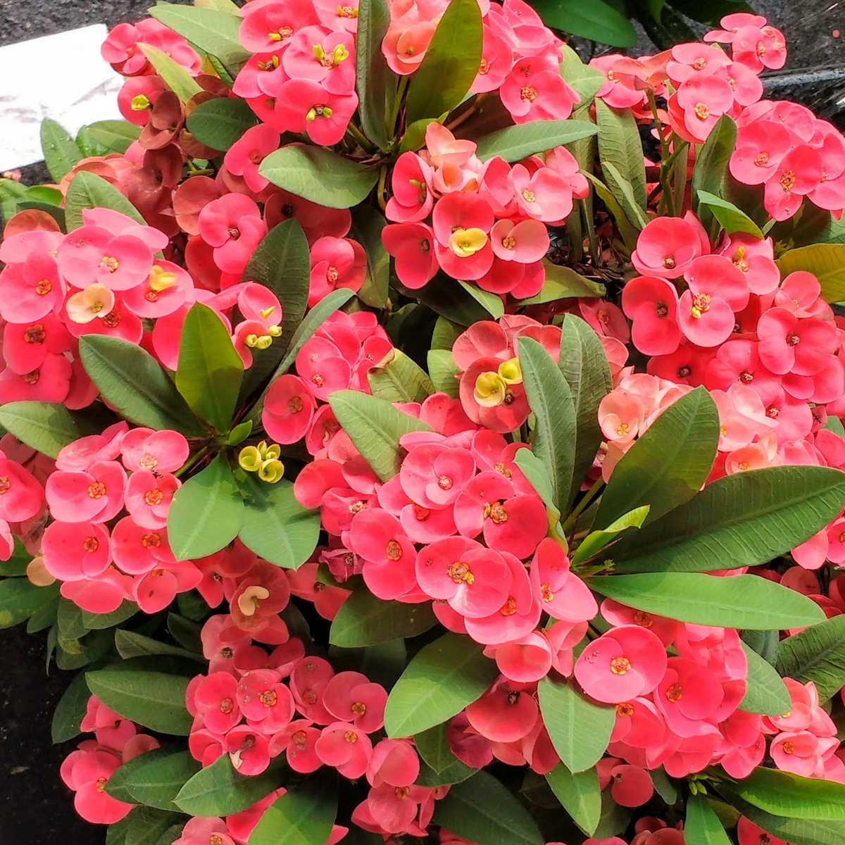 Euphorbia Milii / Christ Plant / Christ Thorn / Crown of Thorns Flowering Live Plant (Home & Garden)