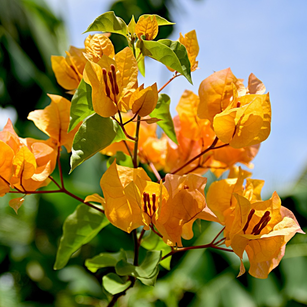 Bougainvillea Creeper Plant/Paperflower (Bougainvillea glabra) (Any colour)Flowering/Ornamental Live Plant (Home & Garden)