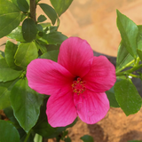 Viceroy Hibiscus / Chembarathi / China rose / Shoeblack Plant (Hibiscus rosa-sinensis) Flowering/Ornamental Live Plant (Home & Garden)