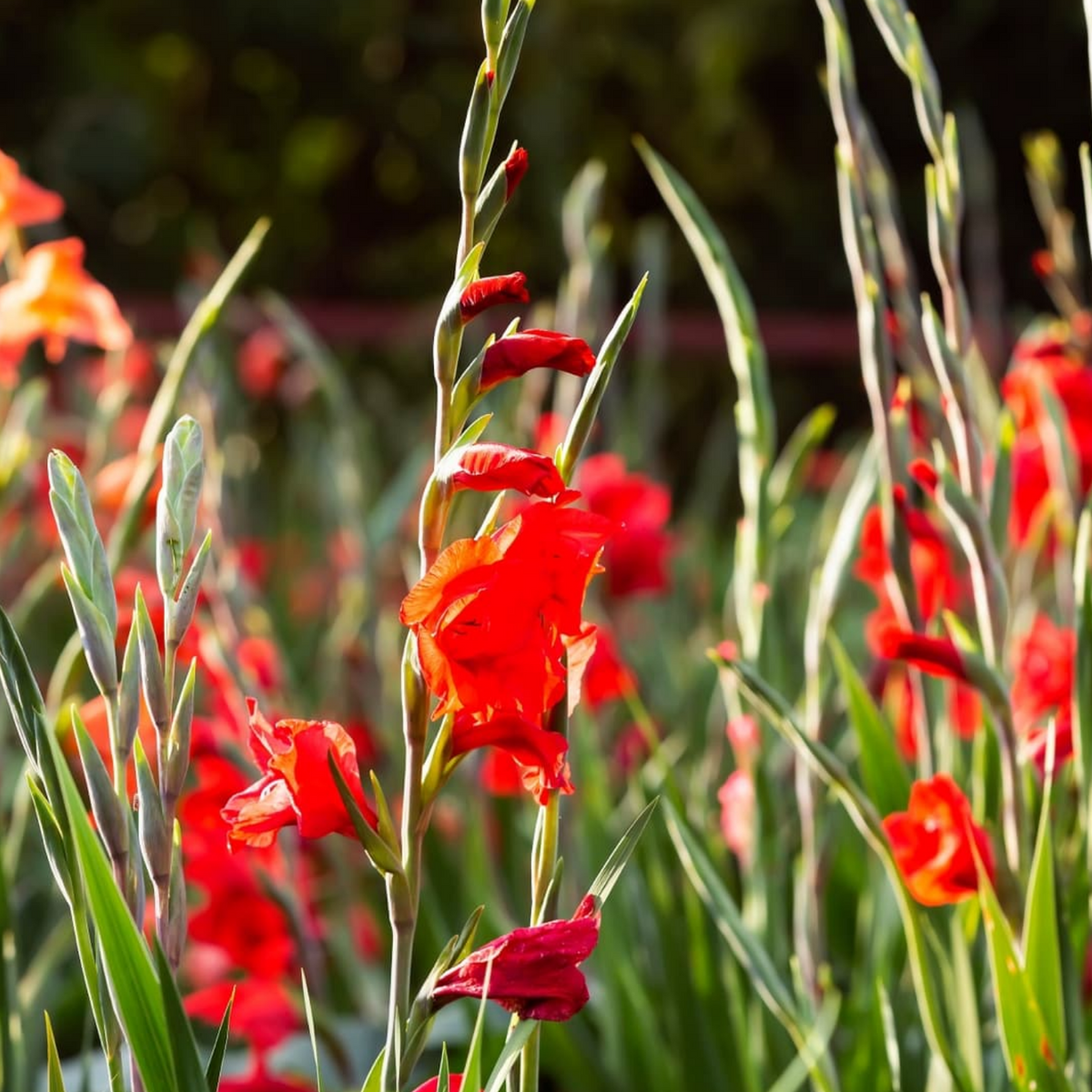 Gladiolus / Natal Lily / Sword Lily Flowering / Ornamental Live Plant (Home & Garden)