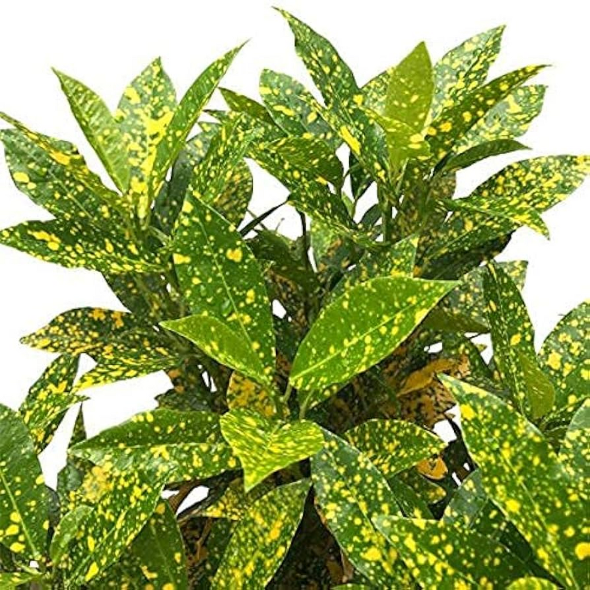 Limbu croton (Codiaeum variegatum) Ornamental Live Plant (Home & Garden)