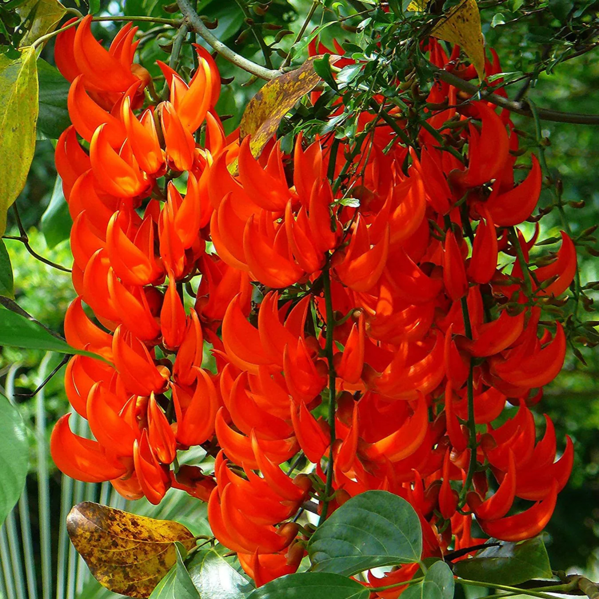 Red Jade Vine (Mucuna Bennettii) Flowering | Ornamental| Medicinal Creeper Live Plant (H&G)