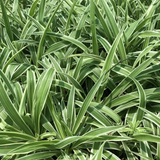 Chlorophytum Comosum Spider Plant Ornamental Live Plant (Home & Garden)