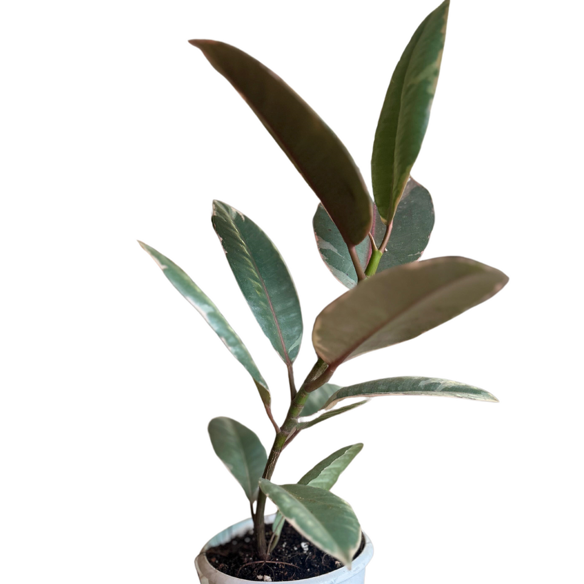 Rubber Plant  (Ficus elastica Ruby ) - Live Plant (Home & Garden)