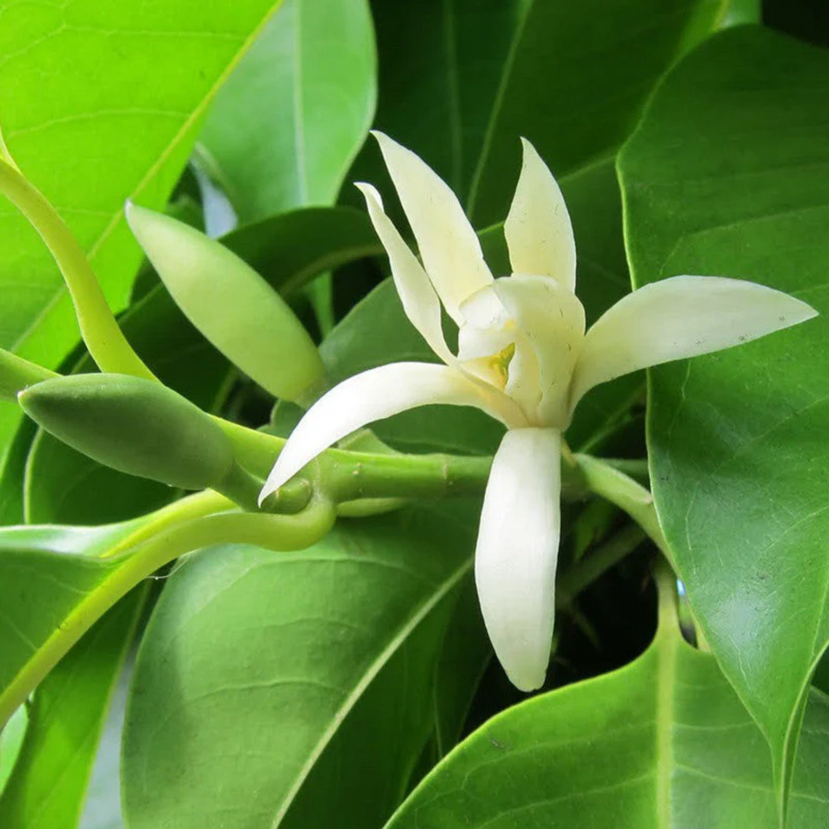 White Chempakam / White Champaca (Grafted) Plant (Magnolia Alba) Flowering/Ornamental Live Plant (Home & Garden)