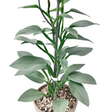 Philodendron Silver(Philodendron hastatum)Ornamental Live Plant(Home & Garden)