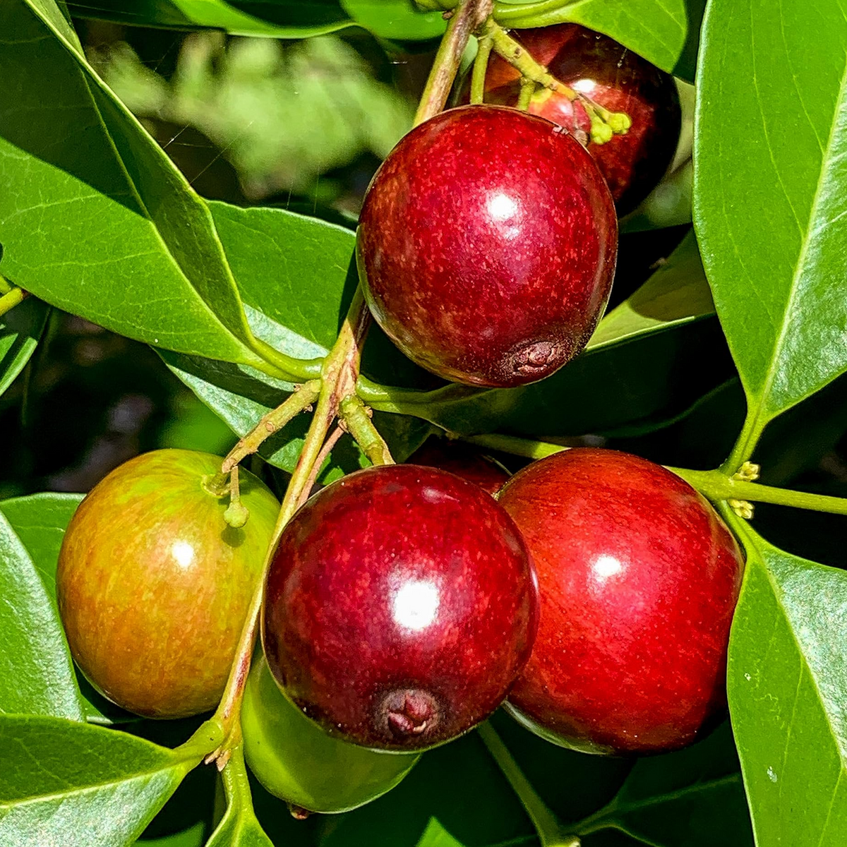 Rainforest Plum (Eugenia candolleana) Fruit Live Plant (Home & Garden)