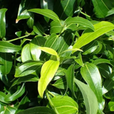 Tejpat Plant (Cinnamomum tamala) Ornamental Live Plant (Home & Garden)