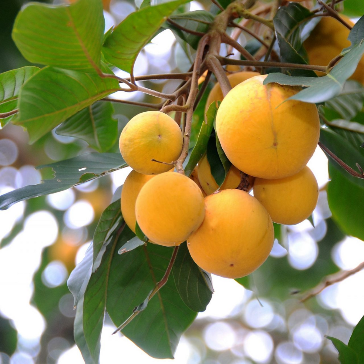 Santol Plant (Sandoricum koetjape) Fruit Live Plant (Home & Garden)