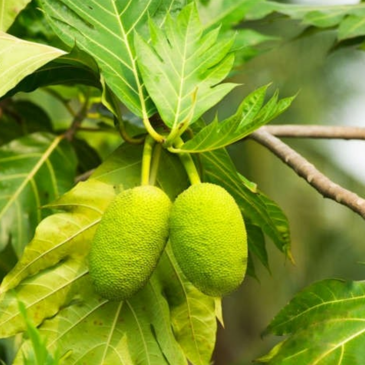 Breadfruit / Kadachakka (Artocarpus Altilis) Fruit Live Plant (Home & Garden)