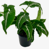 Syngonium Rayii (Arrowhead Plant) Ornamental Live Plant (Home & Garden)