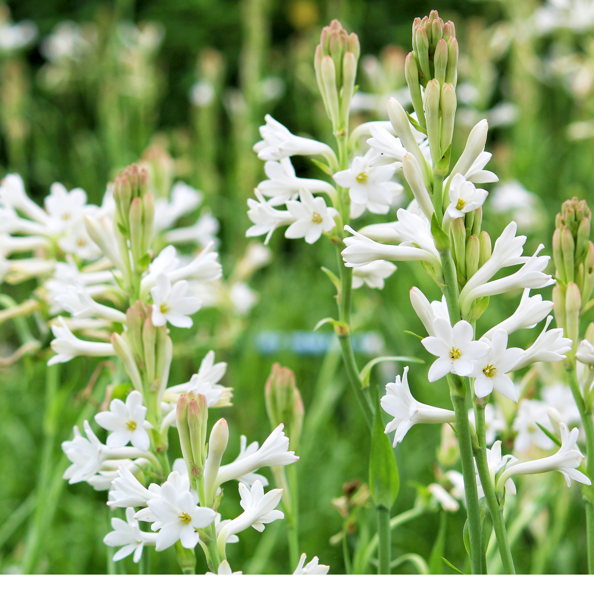 Rajnigandha, Tuberose  Flowering Live plant(Home & Garden)