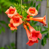 Orange Trumpet Vine / Tecoma (Campsis Radicans) Ornamental / Flowering Live Plant (Home & Garden)