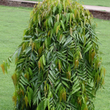 False Ashoka (Polyalthia Longifolia) The Buddha Tree Outdoor Live Plant (Home & Garden)