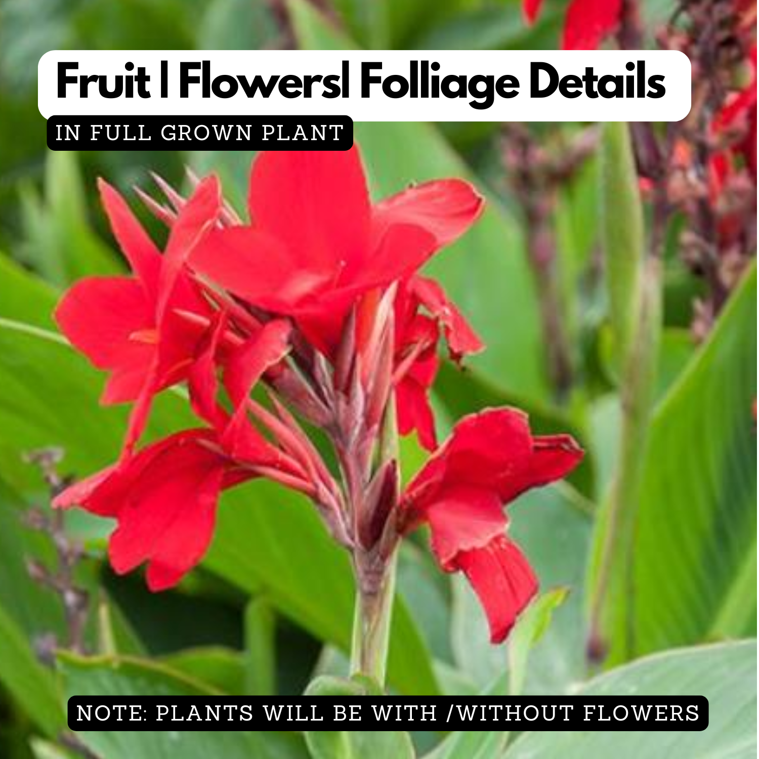 Canna Dwarf (Canna indica) Flowering/Ornamental Live Plant (Home & Garden)