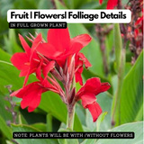 Canna Dwarf (Canna indica) Flowering/Ornamental Live Plant (Home & Garden)