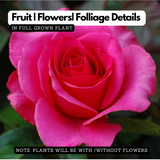 Pink Rose (Rosa meldomonac.) Flowering/Ornamental Live Plant (Home & Garden)