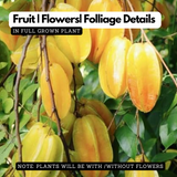 Star Fruit (Averrhoa carambola) Fruit Live Plant (Home & Garden)