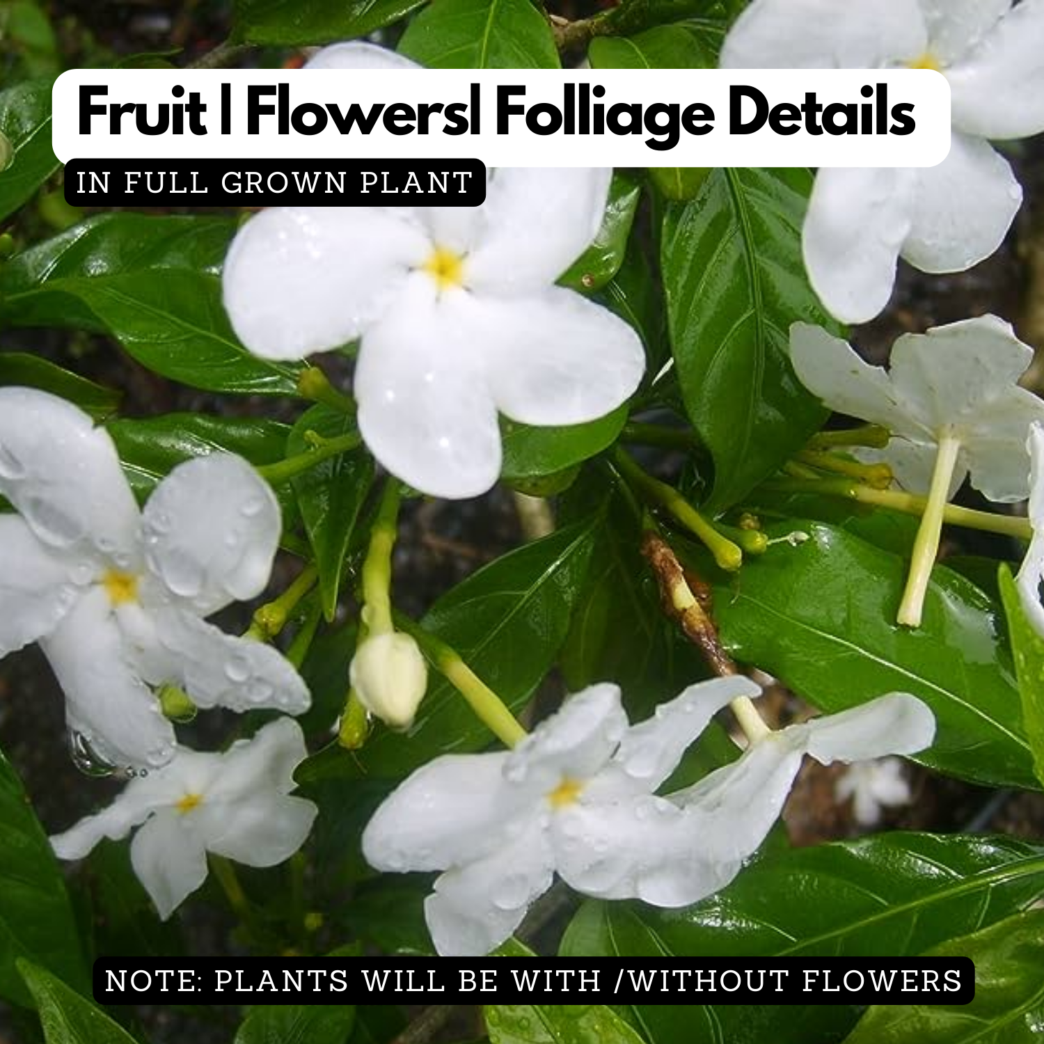 Crape jasmine Circle (Desi Variety) (Tabernaemontana divaricata) Flowering / Ornamental Live Plant (Home & Garden)