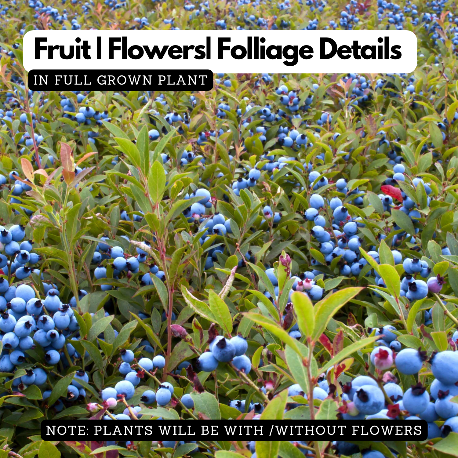 Wild Blueberry (Vaccinium sect. Cyanococcus) Fruit Live Plant (Home & Garden)