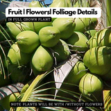 Kuttiyadi Coconut Tree (Srilankan) (Cocus nucifera) Fruit Live Plant (Home & Garden)