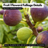 Indian Fig / Anjeer / Common Fig Fruit Live Plant (Home & Garden)