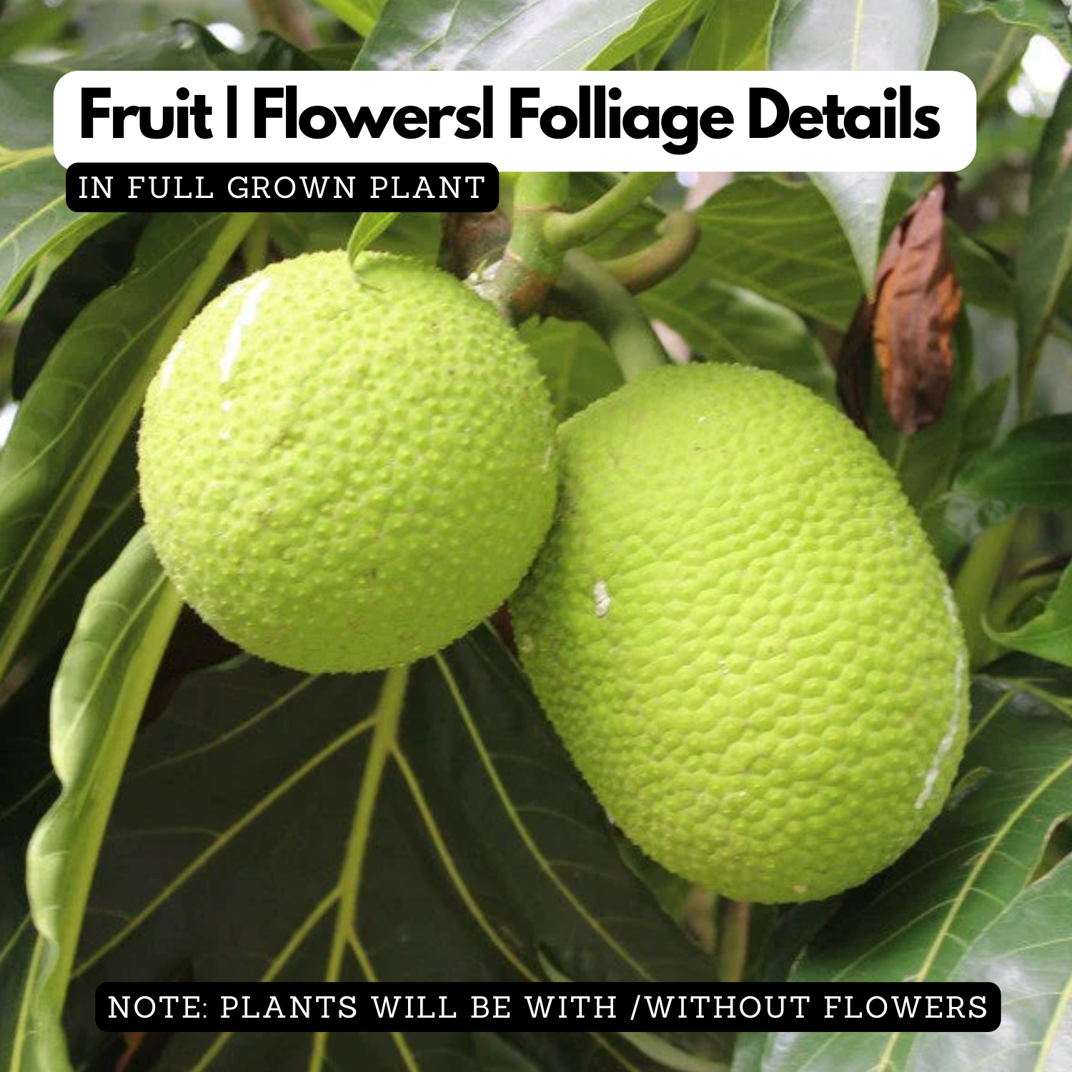 Breadfruit / Kadachakka (Grafted) (Artocarpus Altilis) Fruit Live Plant (Home & Garden)