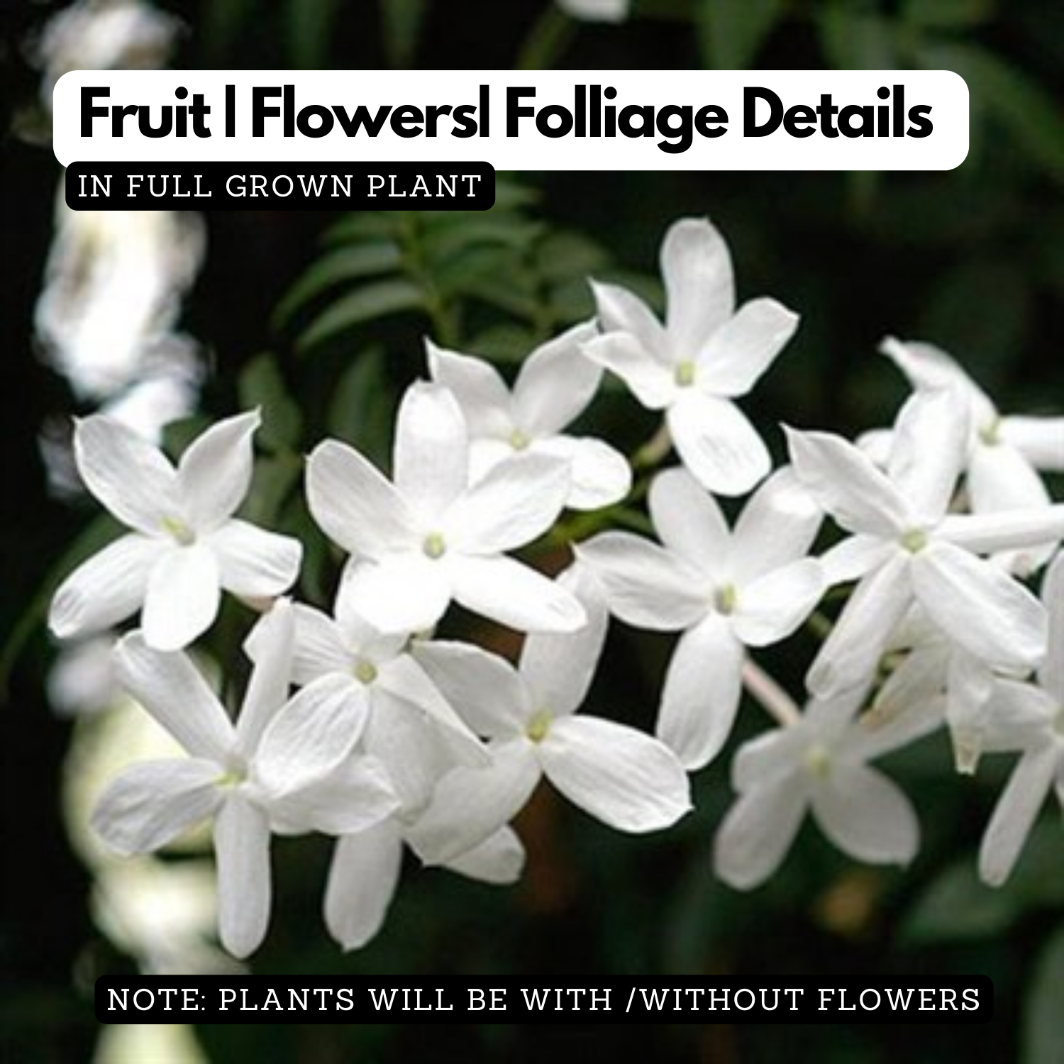 Polapoo Plant Pichi Poo (Jasminum angustifolium) Flowering/Ornamental Live Plant (Ho ...