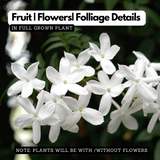 Pichi Poo (Jasminum angustifolium) Flowering/Ornamental Live Plant (Home & Garden)