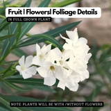 Arali / Nerium Oleander (White) Flowering / Ornamental Live Plant (Home & Garden)